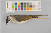 藏品(雜頭翁)的圖片